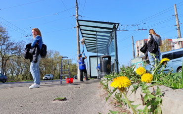 Пора Розквіту Кульбабок